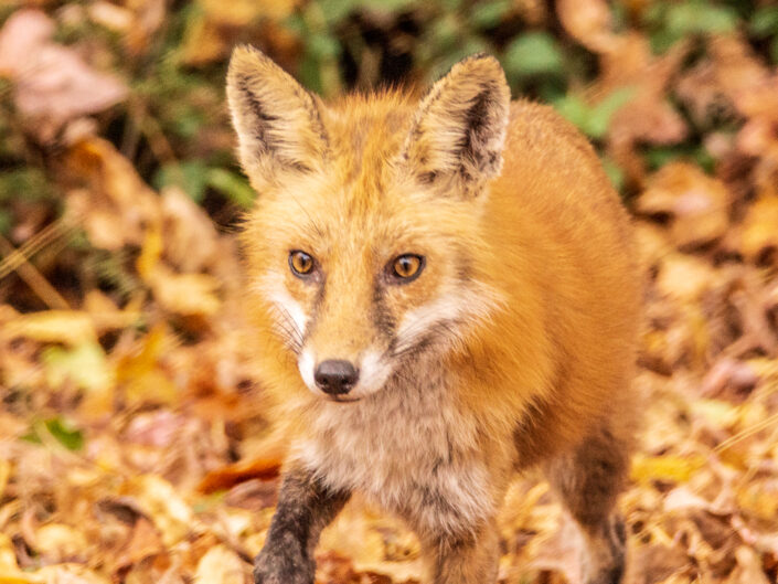 Chesapeake Bay Watershed Red Fox 2018