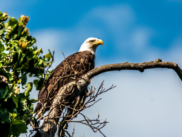Bald Eagle at Fisherman’s Park May 2023